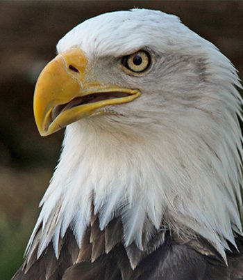 A close up picture of an eagle