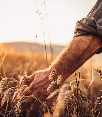 A close-up of a man's hand reaching into a golden wheat field